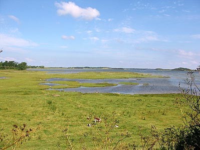 Barnekold ved højvande, juni 2003  (MWH)