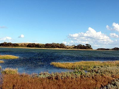 Sværm, september 2003  (MWH)