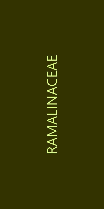ramalinaceae familie