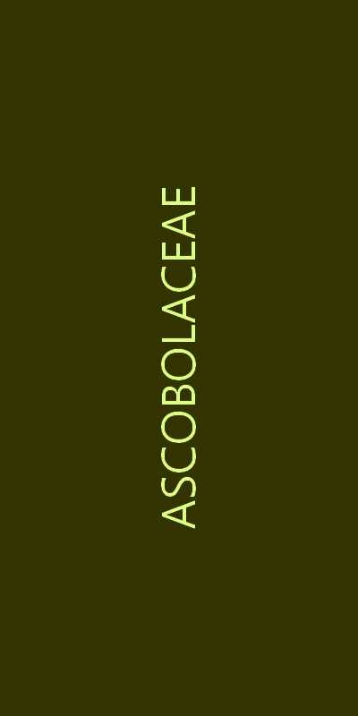 ascobolaceae familie