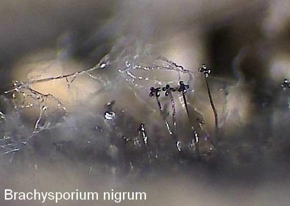 brachysporium nigrum