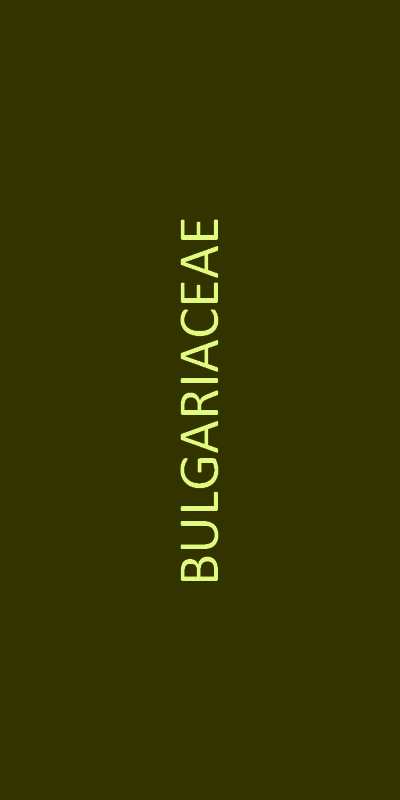 bulgariaceae familien