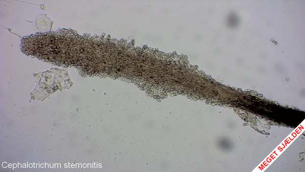 cephalotrichum stemonitis