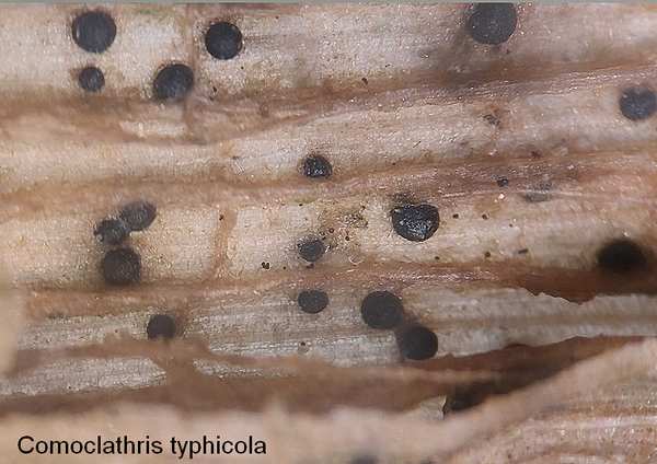 comoclathris typhicola