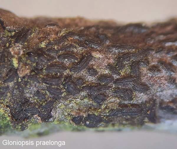 gloniopsis praelonga kulmund