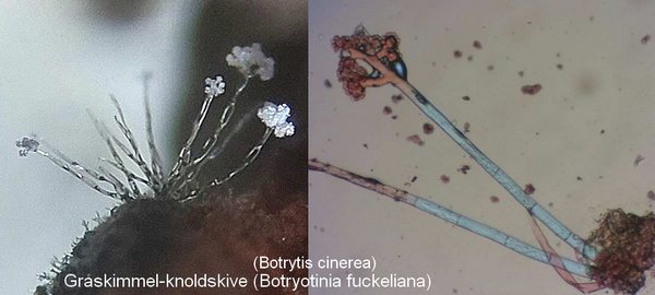 gråskimmel-knoldskive botrytis cinerea 