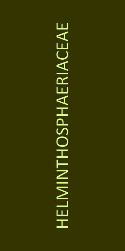 helminthosphaeriaceae familie