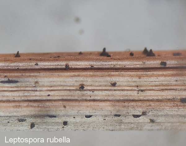 leptospora rubella