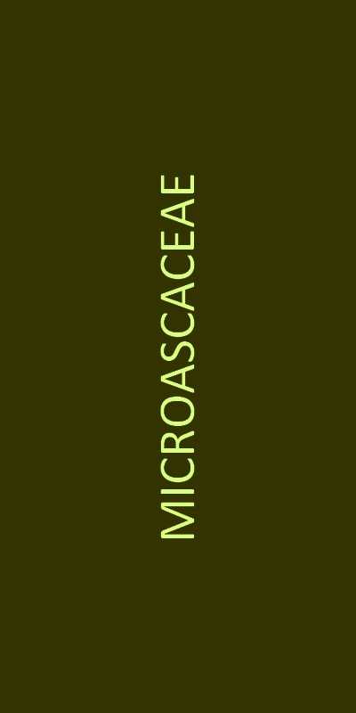 microascaceae familie