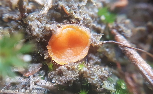 octospora humosa