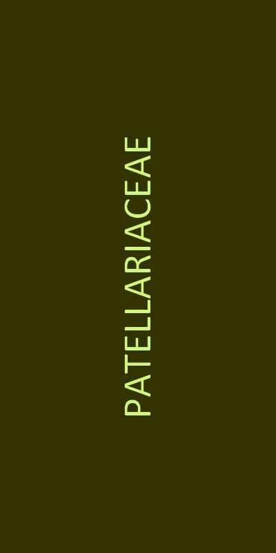 patellariaceae familie