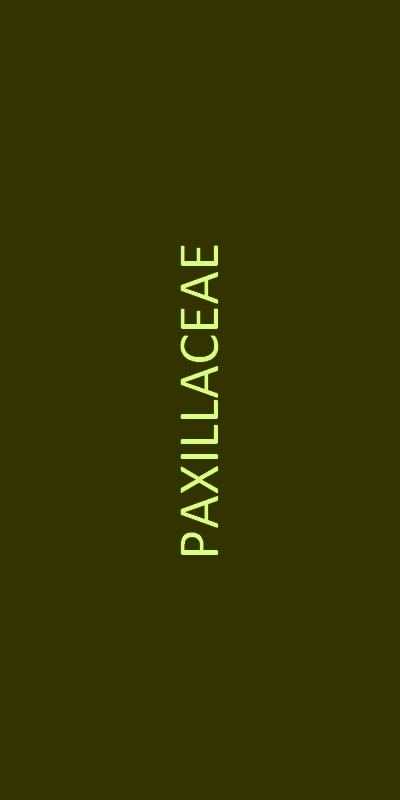 paxillaceae familien