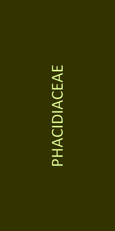 phacidiaceae familie