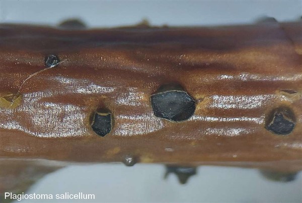 plagiostoma salicellum