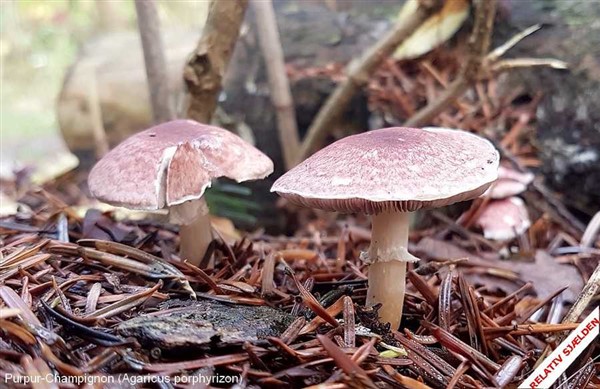 purpur-champignon