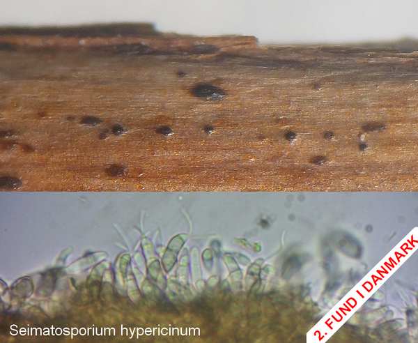 seimatosporium hypericinum