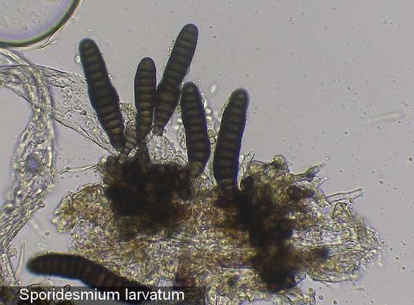 sporidesmium larvatum