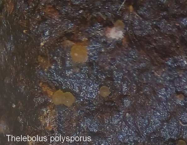 thelebolus polysporus