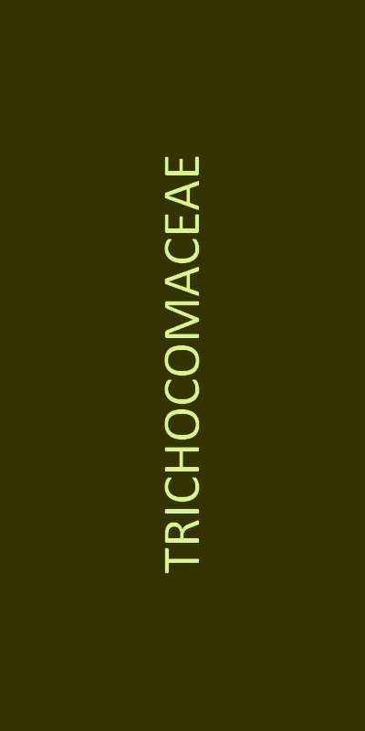 trichocomaceae familie