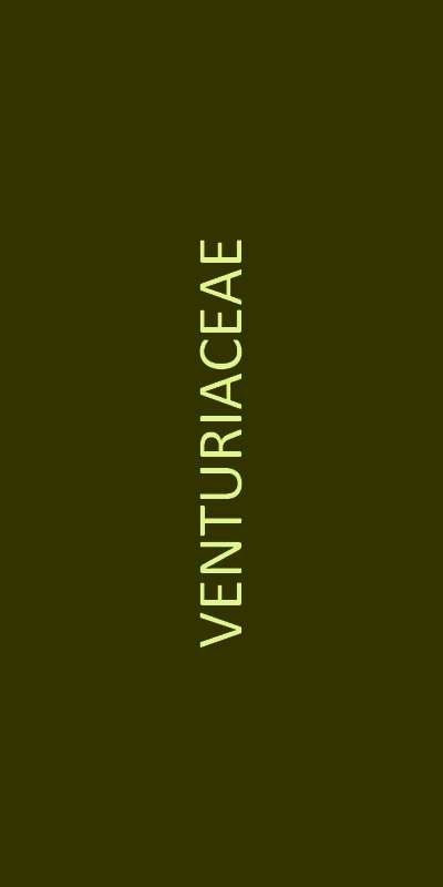 venturiaceae familien