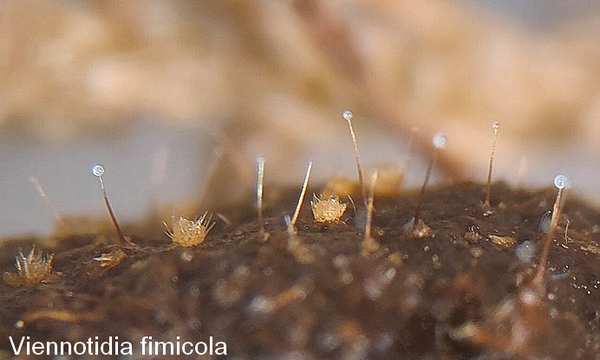 viennotidia fimicola