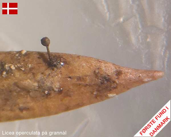 licea operculata